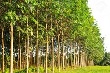 Giá cao su kỳ hạn tại Tokyo ngày 16/12 hồi phục từ mức thấp 2 tuần